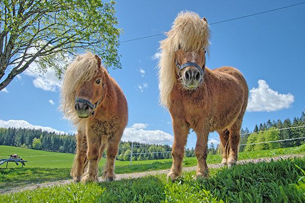 Ponyreiten auf dem Gschwinghof