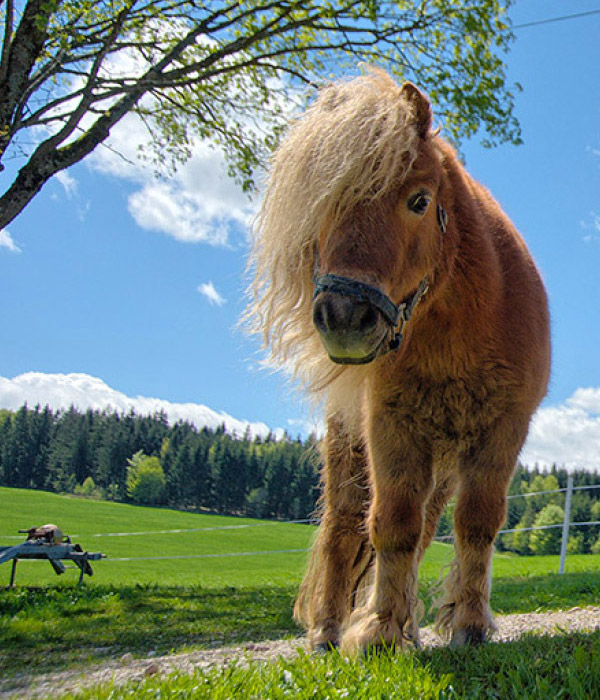 Urlaub auf dem Bauernhof